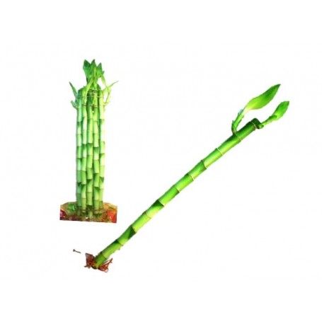 18" Bamboo Tree Straight (50/250/c)