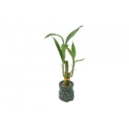 3 pc 4"+4"+6" Lucky Bamboo (12/c)