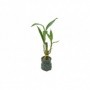 3 pc 4"+4"+6" Lucky Bamboo (12/c)
